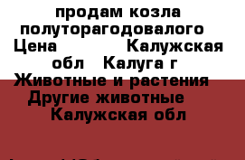 продам козла полуторагодовалого › Цена ­ 5 000 - Калужская обл., Калуга г. Животные и растения » Другие животные   . Калужская обл.